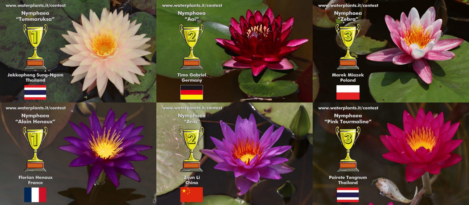 Победители IWC (International Waterlily Contest) в 2021 году